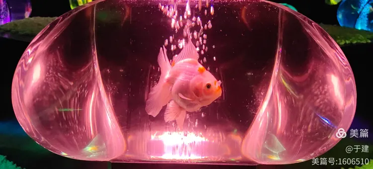 梦境奇遇，大金鱼幻化为美人之谜